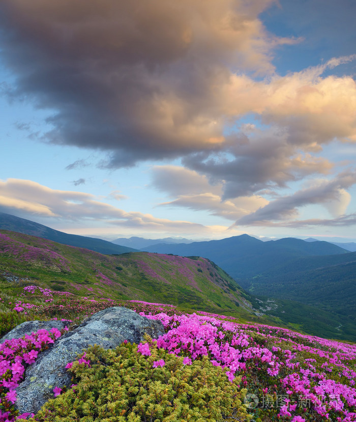 用鲜花山风景