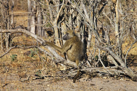 南非大狒狒, 帕皮奥于 griseipes, 在纳米比亚 Bwabwata 国家公园