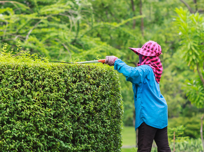专业的园丁专业园丁修剪套期保值的热带公园照片