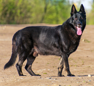 农村大黑狗图片图片