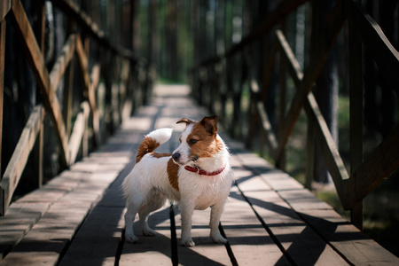 狗杰克罗素梗犬走上性质