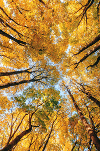 秋天的森林。自下而上的视图。树冠的树木。金秋