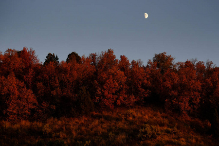 红叶植物和树木生长秋天的天空月亮