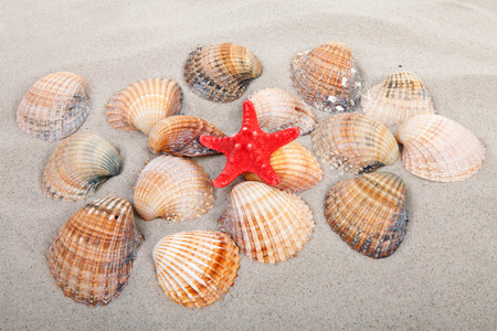海滩上的贝壳和红海星