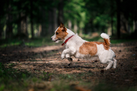 狗杰克罗素梗犬走上性质