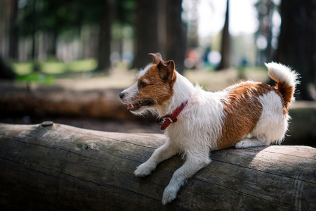 狗杰克罗素梗犬走上性质