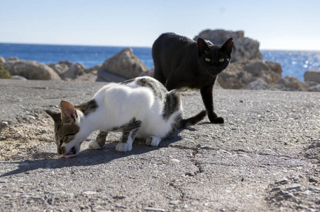 黑色和白色的罗德猫, 猫吃在城市的海岸上, 海洋背景, 阳光, 目光接触