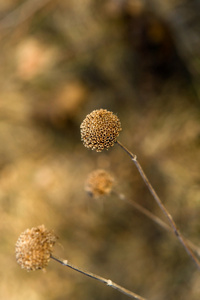 野生BergamotMonarda Firstulosa