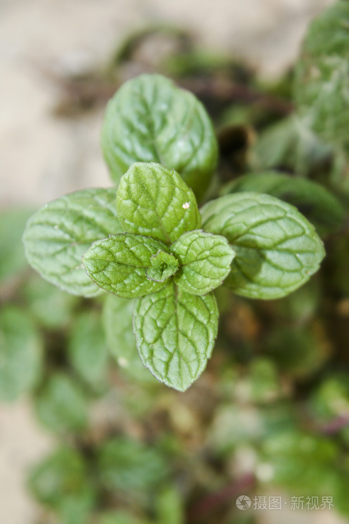 在大自然中新鲜薄荷植物