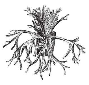 简单植物线条画图片