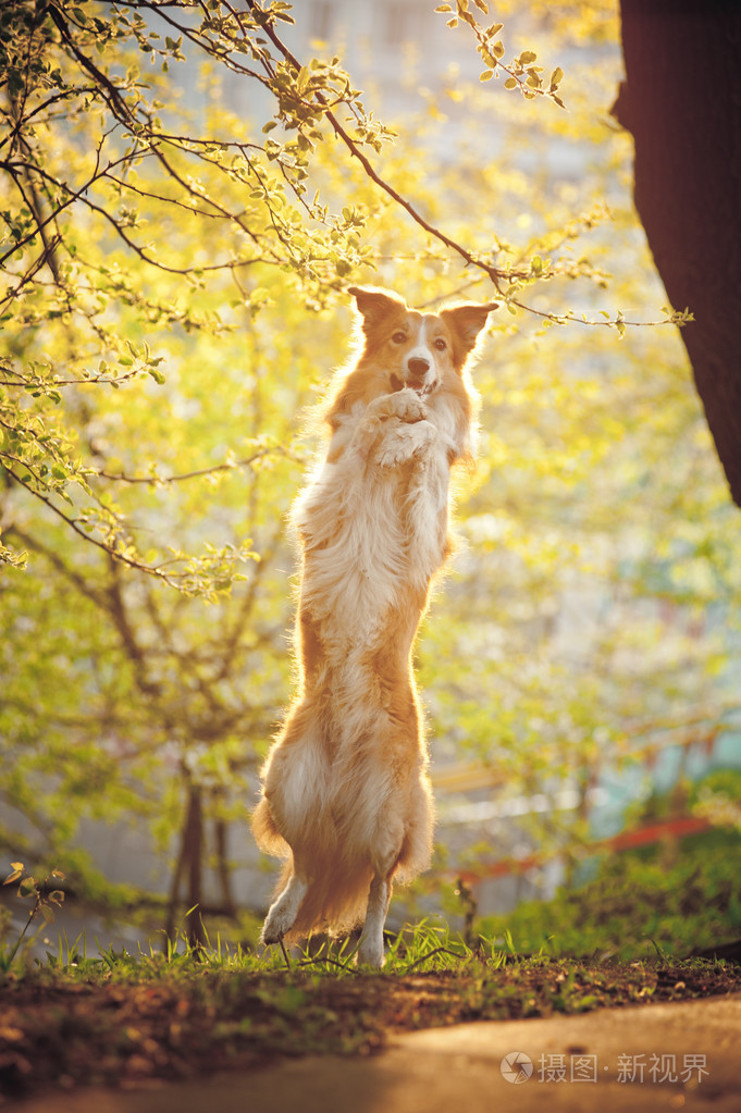 边境牧羊犬狗站起来在阳光下