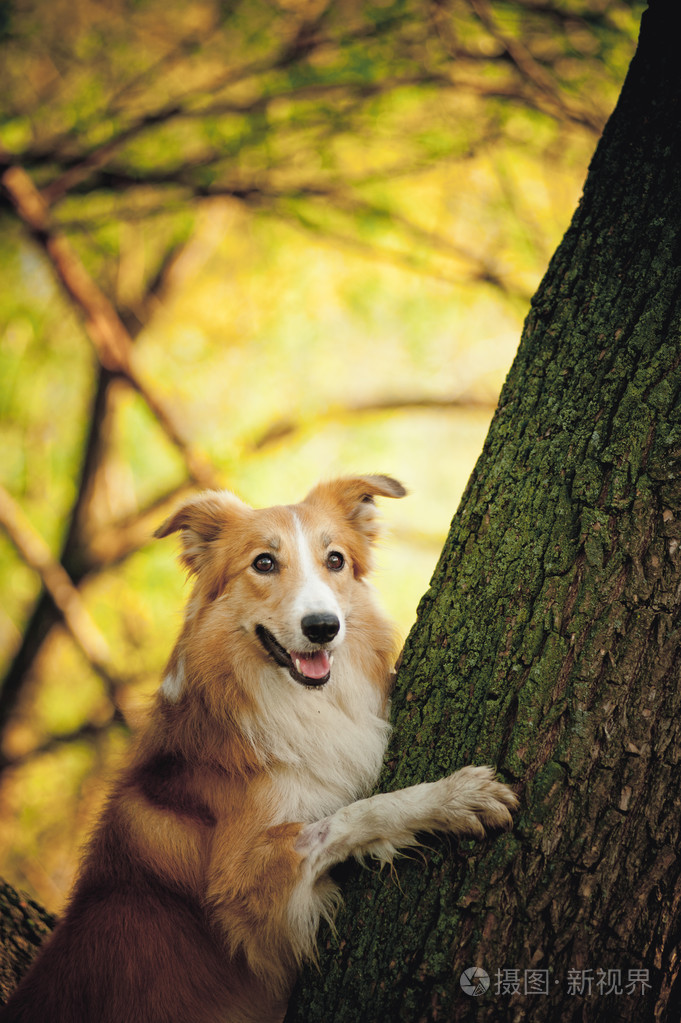 快乐的狗边境牧羊犬在树