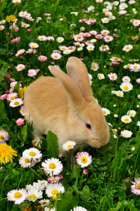 在草丛中可爱兔