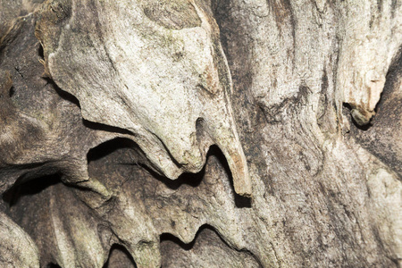 旧风化木的浮雕质地, 针叶树的干性, 特写艺术抽象背景