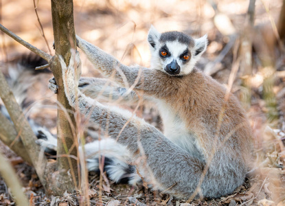 狐猴, 环尾狐猴在树和自然。马达加斯加动物野生动植物, 马达加斯加的野生动物。安达西比IsaloMasoalaMaroje