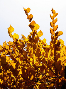 林登树在秋天黄金叶子