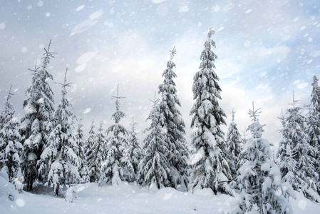 下雪时冬天森林里的雪杉木树。雪花与圣诞概念