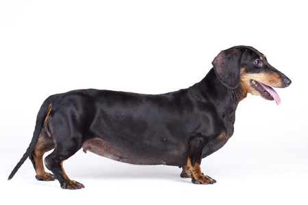 在白色背景上的黑色腊肠狗照片