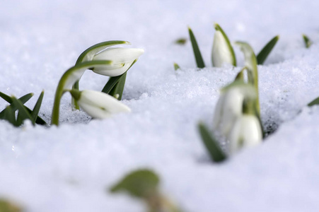 雪莲盛开galanthus 极地, 共同雪莲盛开, 早春鳞茎花在花园里生长在雪