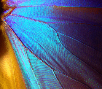 翅膀的蝴蝶形态纹理背景。形态蝶