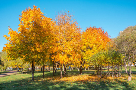 秋天公园里的枫叶树