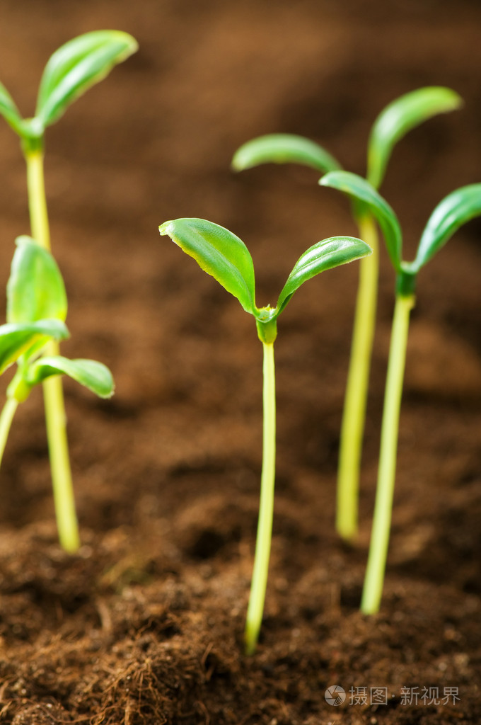 说明的新生活理念的绿苗