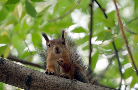 棕色松鼠在警报坐在树树枝在丛夏季森林特写