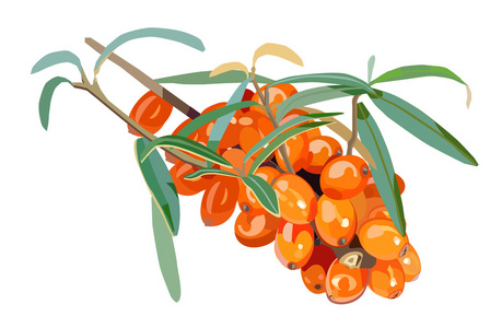 沙棘矢量图片-沙棘矢量素材-沙棘矢量插画-摄图新视界