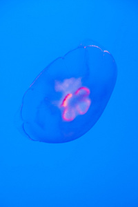 在水族馆的美丽水母。蓝色光与背光