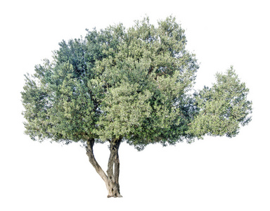 橄榄树