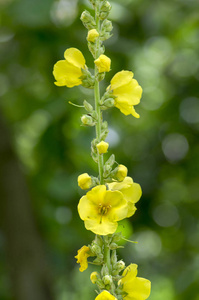 verbascum densiflorum 花, 茎上有芽的高黄开花植物照片