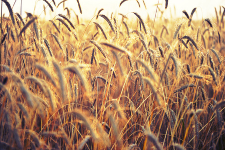 小穗的小麦，明媚的阳光照亮。麦田
