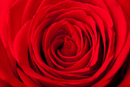 美丽的红玫瑰背景