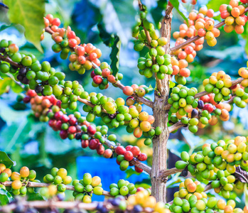 咖啡豆阿拉比卡咖啡树上
