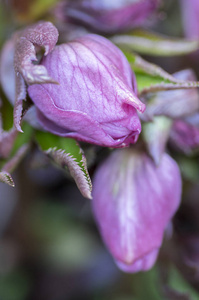 铁筷子菊花卉盛开, 紫芽, 早春开花植物, 阳光