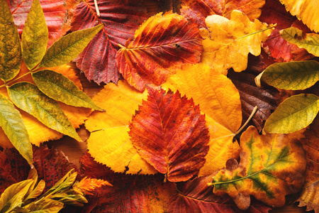 明亮的秋叶。红色, 黄色, 绿叶。木制背景。特写