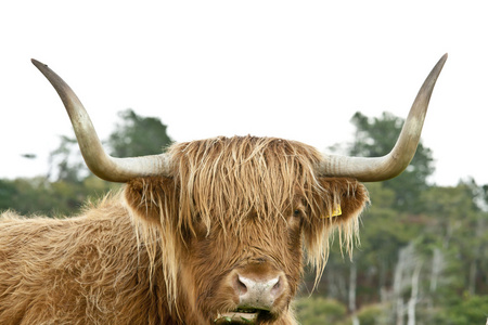高原牛头照片