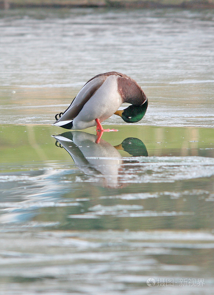 绿头鸭在结冰的湖面上