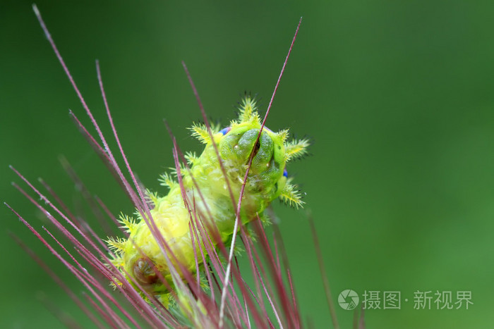 刺蛾幼虫