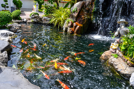 池塘里的鱼图片