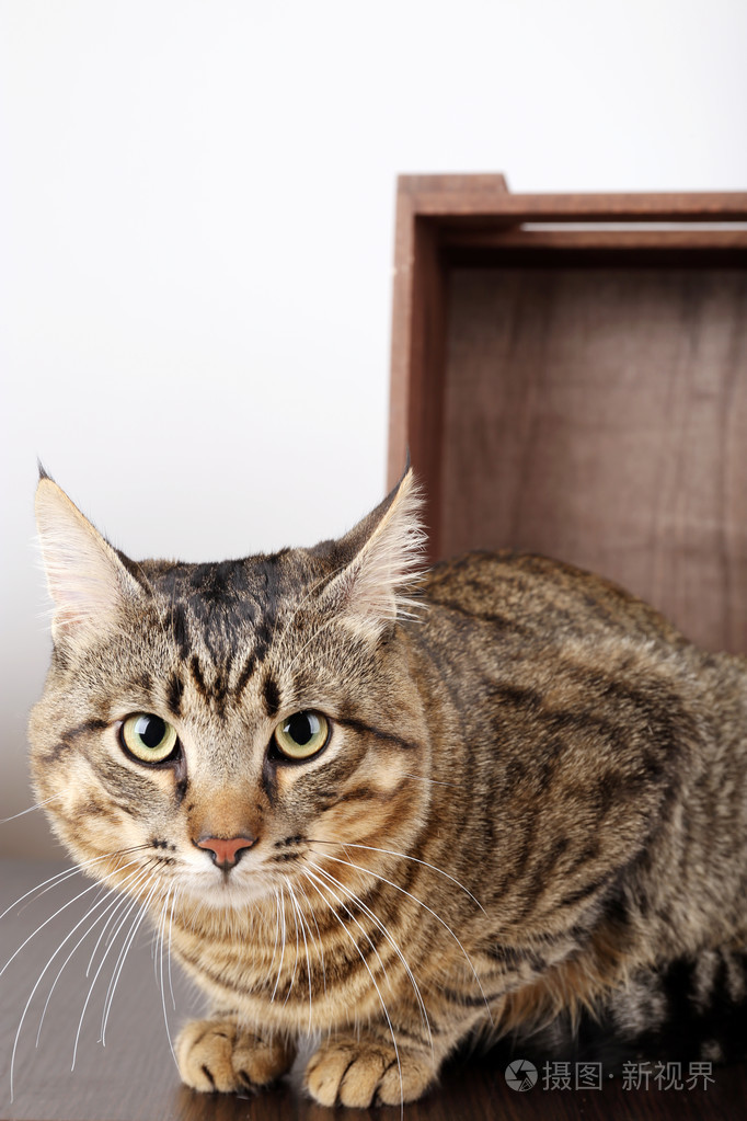 灰猫