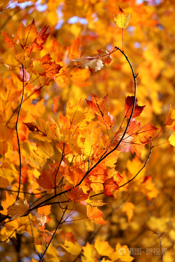 秋天的树叶