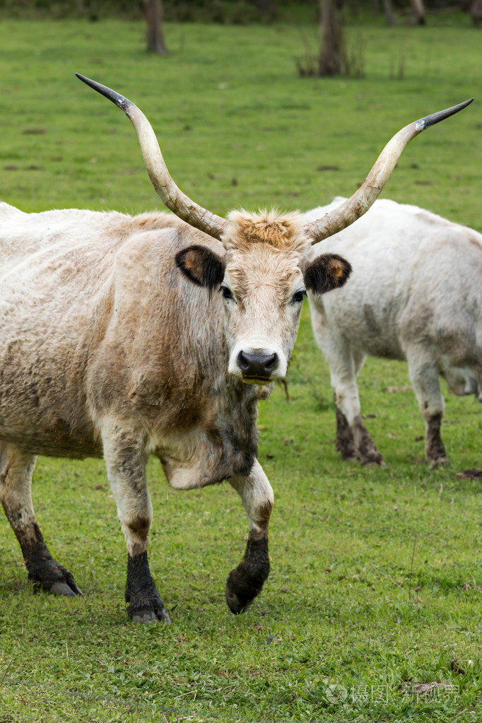美丽的匈牙利灰色牛