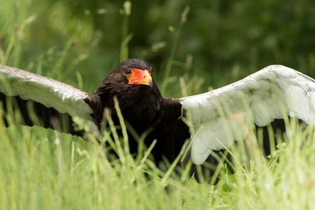 bateleur 鹰