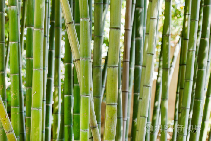 竹子地下茎图片