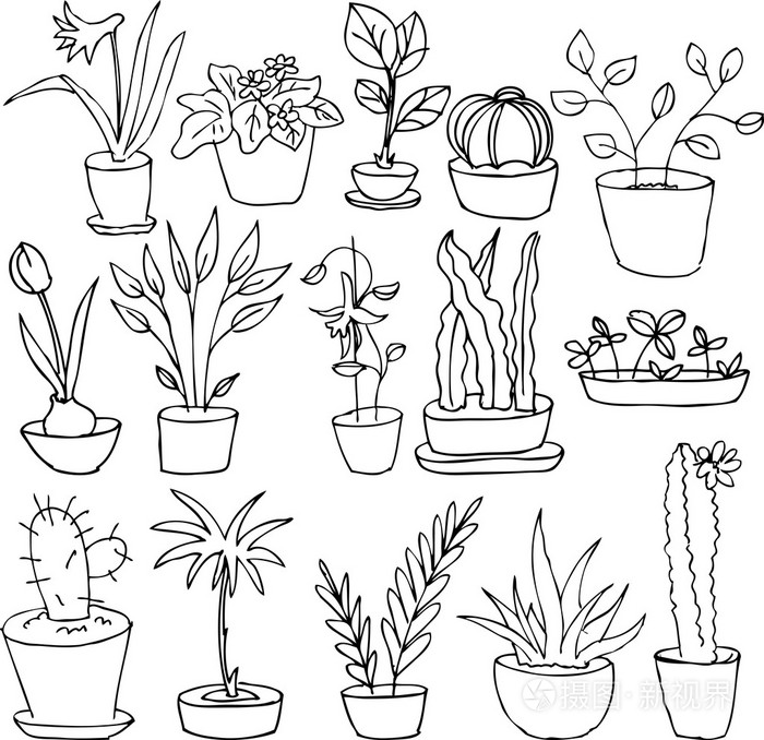 线描家居植物