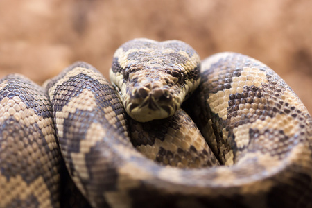 地毯 python莫雷利亚 spilota 山青