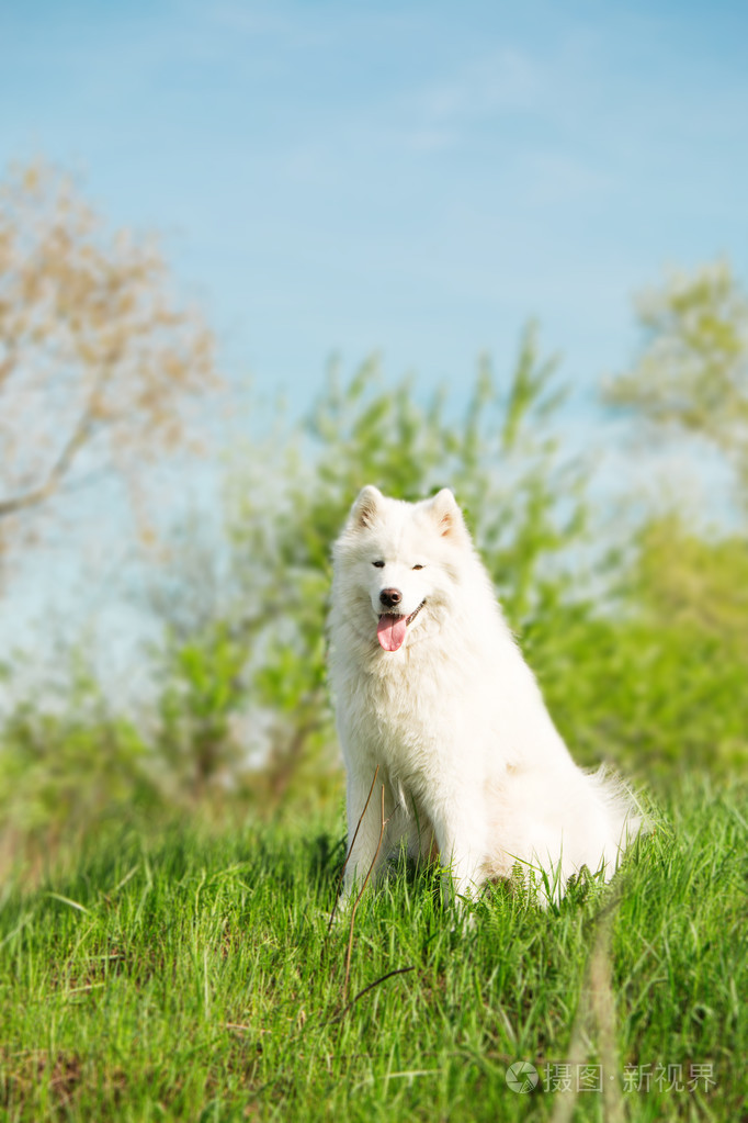 萨摩耶德犬ooutdoor