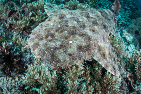 精心伪装流苏的鲨鱼统 wobbegong, eucrossorhinus dasypogon, 位于