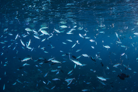 同时以浮游生物为食的礁鱼学校